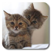 кот Живые обои