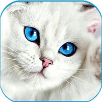 Обои милый кот